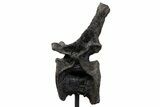 Sauropod (Barosaurus) Caudal Vertebra w/ Metal Stand - Wyoming #334646-3